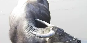 宋朝不可以随便杀牛，为什么「好汉们」却总能吃到牛肉？