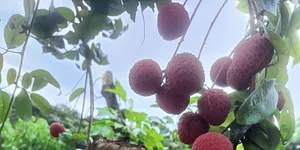 给14亿人种荔枝