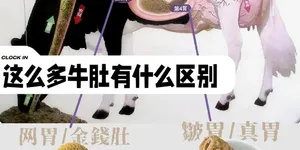 为什么牛吃素可以长那么壮？而人不吃荤就不行？