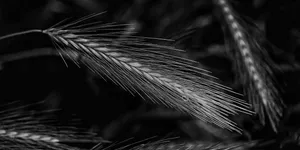 发达国家的标准提升了