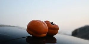 微语录精选1113：越小的狗，叫得越凶