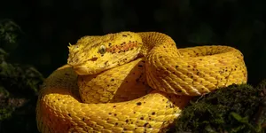 微语录精选1118：美国老百姓就没过上一天好日子