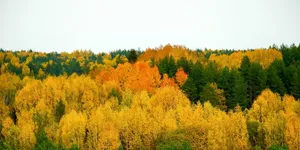 做那种传销式的三无化妆品的微商到底能不能赚钱