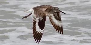 别直接写作，先从描述开始