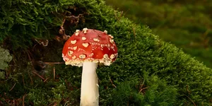 年龄大的人，都做好单干的准备