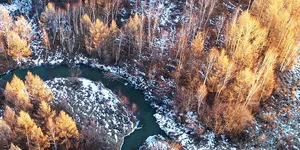 [博海拾贝1203]这棵树有点萌