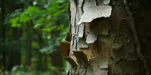 哭了，现实比魔幻更魔幻