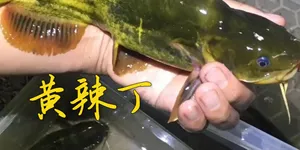 作为具有丰富农村生活经验的按住，讲几个比较有意思的农业知识