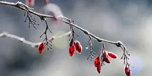 2025微博年度关键词出来了——赛博