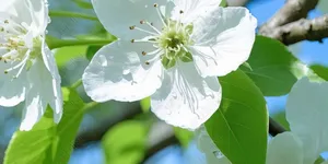 一树梨花压海棠