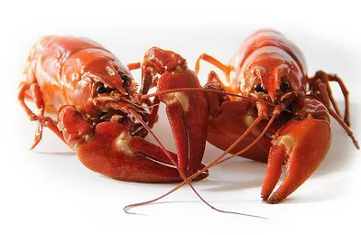 你猜哪个最容易导致青少年抑郁？看电视、社交媒体，还是打游戏？