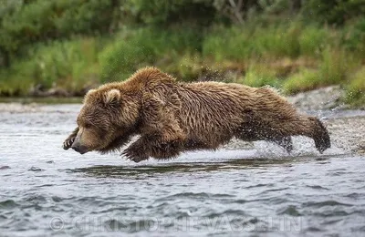 [博海拾贝0815]大熊飞毯