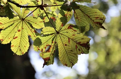 香港回归以来，法庭判决或者仲裁裁决生效的明星解约案有几宗吗？