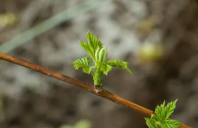 看过最诚恳的外卖订单，不笑都算是种挑战