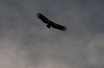 除了养老机器人，否则此问题无解