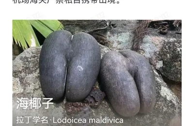 这个造型果然瞅着就挺能繁殖后代