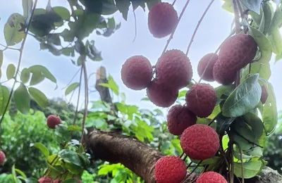 给14亿人种荔枝