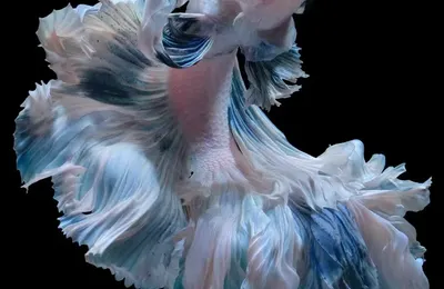 斗鱼，踏入“涉黄”的河流