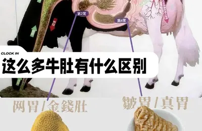 为什么牛吃素可以长那么壮？而人不吃荤就不行？