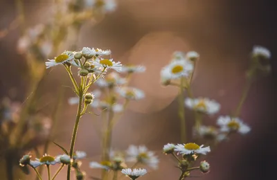 问题没出在分流，出在了职业教育本身不太给力