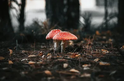 小孩多抑郁的原因