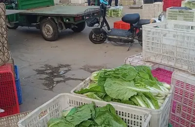 我去了全網爆火的撿菜聖地，看看到底是誰在撿菜…