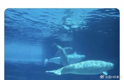 白鲸饿死是共同问题，但要是出口那谁拍板可就~