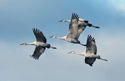 写遗嘱时务必要写进去的几句话，以保证能把遗产顺利的给独生子女
