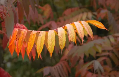 微语录精选1121：千问这名字比通义好