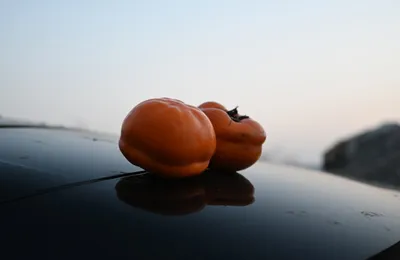 微语录精选1113：越小的狗，叫得越凶