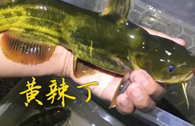 作为具有丰富农村生活经验的按住，讲几个比较有意思的农业知识