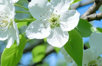 一树梨花压海棠