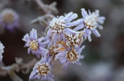 微语录精选1207：梨的话要冷静30天