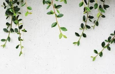 年轻人开始通过水培蔬菜“自救”