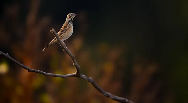 网上看似“人人可发声”，实则“谁抢走了我的麦克风”